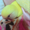 ゆな