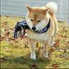柴犬(* ˘ ³˘)♡*