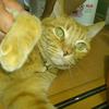 ごんぞう