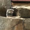 お餅
