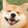 しば犬