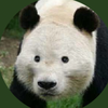 🐼パパパパンラ🐼