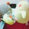 インコっち❣٩(๑•̀ ₃ •́ )۶