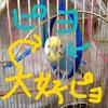 ミーちゃん🌟