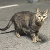 腰痛ねこ🐈