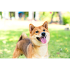 ふふっしー🐶