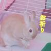 🐰りん🐰