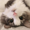 ピーちゃん