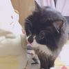 まかろん