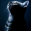 BLACK SNOW