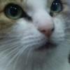 ニンジンせいせい