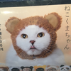 🐈koko💨