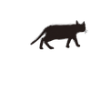 🪄︎︎✨️🐈‍⬛