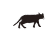 🪄︎︎✨️🐈‍⬛