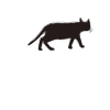 🪄︎︎✨️🐈‍⬛
