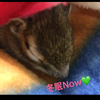 ちゃちゃまる