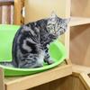 猫好き大尉