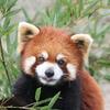 れっさーぱんだ