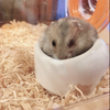 あやさささささ