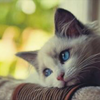 ねこまる
