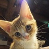 まーしゃ🐱