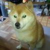 🐶あっちゃん🐶