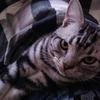 けいにゃん🐈🐾
