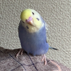 ぴーすけ🐥
