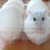 ニートになりたいegg