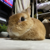 🍒ちぇり🍒