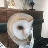てん