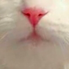 きた
