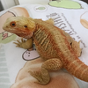 🐰みかんちゃん🍓🍊🦎