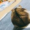 ミカサ。