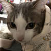 @ちっぱい