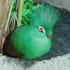 JUN