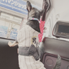 の