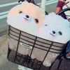 かいと