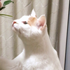 あさひ(*´-`)
