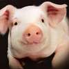 ぶぅちゃん 🐷💕