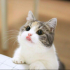 キャット【たま】