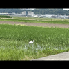 ゆっき－TV