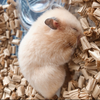 🐹ハム🐹🌻
