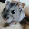 チップとデール♥♡♪♬