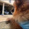 とみりん☆。.:＊・゜