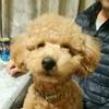 ゆいな🎵ฅ^•ﻌ•^ฅ🐶🐾