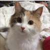 三毛猫🐈‍⬛☕️