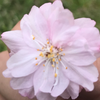🌸