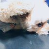🐶しぇり🐶