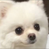 ぽめ